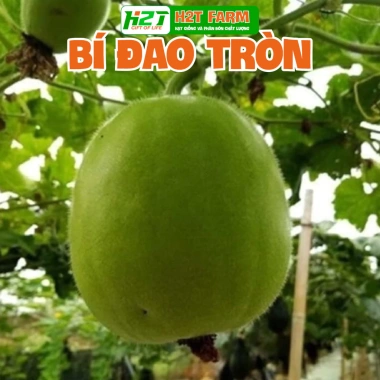 Hạt giống rau củ quả chịu nóng trồng theo mùa - Giá chỉ 6.000đ hatgiongnhapkhau 8 Hạt giống rau củ quả chịu nóng trồng theo mùa - Giá chỉ 6.000đ hatgiongnhapkhau 8