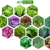 Hạt giống rau đa dạng: xà lách, cải kale, cải ngọt, cải xoăn, xà lách tím - Giá ưu đãi 9.114₫