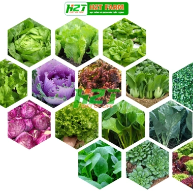 Hạt giống rau đa dạng: xà lách, cải kale, cải ngọt, cải xoăn, xà lách tím - Giá ưu đãi 9.114₫
