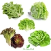 Hạt giống rau đa dạng: xà lách, cải kale, cải ngọt, cải xoăn, xà lách tím - Giá ưu đãi 9.114₫ 2