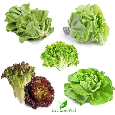 Hạt giống rau đa dạng: xà lách, cải kale, cải ngọt, cải xoăn, xà lách tím - Giá ưu đãi 9.114₫ 2 Hạt giống rau đa dạng: xà lách, cải kale, cải ngọt, cải xoăn, xà lách tím - Giá ưu đãi 9.114₫ 2