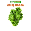Hạt giống rau đa dạng: xà lách, cải kale, cải ngọt, cải xoăn, xà lách tím - Giá ưu đãi 9.114₫ 5