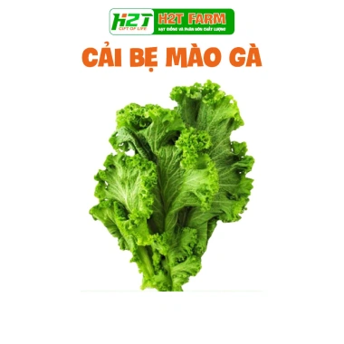 Hạt giống rau đa dạng: xà lách, cải kale, cải ngọt, cải xoăn, xà lách tím - Giá ưu đãi 9.114₫