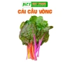 Hạt giống rau đa dạng: xà lách, cải kale, cải ngọt, cải xoăn, xà lách tím - Giá ưu đãi 9.114₫ 7