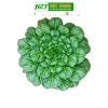 Hạt giống rau đa dạng: xà lách, cải kale, cải ngọt, cải xoăn, xà lách tím - Giá ưu đãi 9.114₫ 8