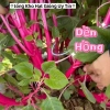 Hạt Giống Rau Dền Hồng Mới Lạ Ăn Ngon Làm Cảnh Giá Ưu Đãi 18.000đ