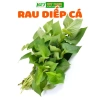 Hạt Giống Rau Diếp Cá h2t Farm – 24.000đ, năng suất cao, trồng dễ, thu hoạch nhanh