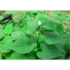 Hạt Giống Rau Diếp Cá h2t Farm – 24.000đ, năng suất cao, trồng dễ, thu hoạch nhanh 4