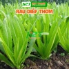 Hạt Giống Rau Diếp Thơm Xà Lách Lá Nhọn Nhập Khẩu - Giá Ưu Đãi 13.860 VND