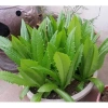 Hạt Giống Rau Diếp Thơm Xà Lách Lá Nhọn Nhập Khẩu - Giá Ưu Đãi 13.860 VND 4