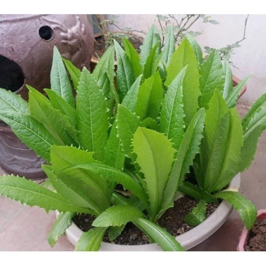 Hạt Giống Rau Diếp Thơm Xà Lách Lá Nhọn Nhập Khẩu - Giá Ưu Đãi 13.860 VND 4