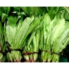Hạt Giống Rau Diếp Thơm Xà Lách Lá Nhọn Nhập Khẩu - Giá Ưu Đãi 13.860 VND 5