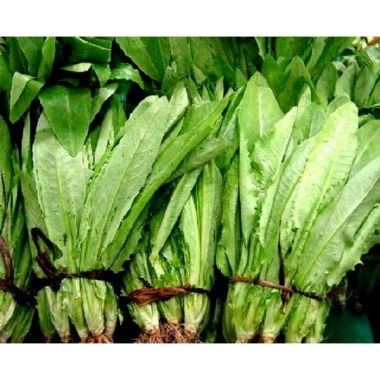 Hạt Giống Rau Diếp Thơm Xà Lách Lá Nhọn Nhập Khẩu - Giá Ưu Đãi 13.860 VND 5