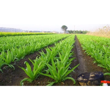Hạt Giống Rau Diếp Thơm Xà Lách Lá Nhọn Nhập Khẩu - Giá Ưu Đãi 13.860 VND 6