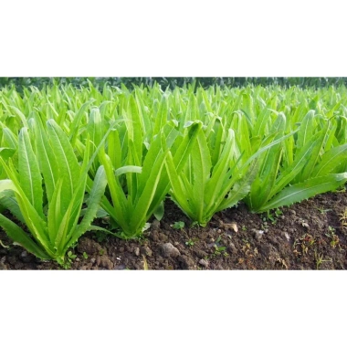 Hạt Giống Rau Diếp Thơm Xà Lách Lá Nhọn Nhập Khẩu - Giá Ưu Đãi 13.860 VND 7