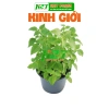 Hạt Giống Rau Kinh Giới Cao Sản - Giá 14.000đ, Đặt Ngay tại thegioihatgiong