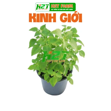 Hạt Giống Rau Kinh Giới Cao Sản - Giá 14.000đ, Đặt Ngay tại thegioihatgiong