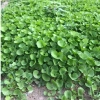 Hạt Giống Rau Má Lá Nhỏ Dễ Trồng - Giảm Giá Đến 20.000 VNĐ - Thế Giới Hạt Giống 2