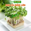 Hạt Giống Rau Mầm Cải Ngọt Giòn - Giá chỉ 16.000đ, Rau tươi ngon, Dễ trồng, Giảm giá sốc