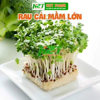Hạt Giống Rau Mầm Cải Ngọt Giòn - Giá chỉ 16.000đ, Rau tươi ngon, Dễ trồng, Giảm giá sốc
