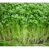 Hạt Giống Rau Mầm Cải Ngọt Giòn - Giá chỉ 16.000đ, Rau tươi ngon, Dễ trồng, Giảm giá sốc 2