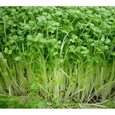 Hạt Giống Rau Mầm Cải Ngọt Giòn - Giá chỉ 16.000đ, Rau tươi ngon, Dễ trồng, Giảm giá sốc