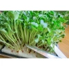 Hạt Giống Rau Mầm Cải Ngọt Giòn - Giá chỉ 16.000đ, Rau tươi ngon, Dễ trồng, Giảm giá sốc 3