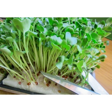 Hạt Giống Rau Mầm Cải Ngọt Giòn - Giá chỉ 16.000đ, Rau tươi ngon, Dễ trồng, Giảm giá sốc