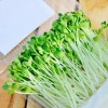 Hạt Giống Rau Mầm Cải Ngọt Giòn - Giá chỉ 16.000đ, Rau tươi ngon, Dễ trồng, Giảm giá sốc 5