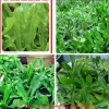 Hạt giống rau muối tàu (ngò gai) tách gói, trồng thùng xốp - Giá chỉ 9.000đ