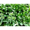 Hạt giống rau muối tàu (ngò gai) tách gói, trồng thùng xốp - Giá chỉ 9.000đ 2