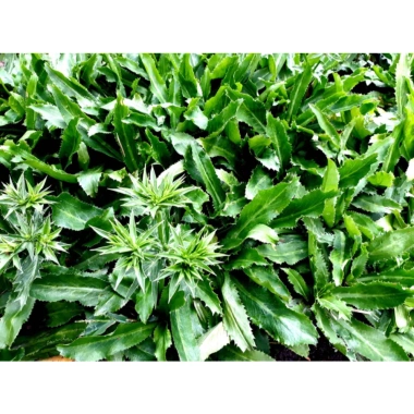 Hạt giống rau muối tàu (ngò gai) tách gói, trồng thùng xốp - Giá chỉ 9.000đ