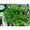 Hạt giống rau muối tàu (ngò gai) tách gói, trồng thùng xốp - Giá chỉ 9.000đ 3