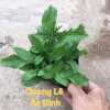Hạt giống rau muối tàu (ngò gai) tách gói, trồng thùng xốp - Giá chỉ 9.000đ 5