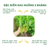 Hạt Giống Rau Muống 3 Chạc 10gr Trồng Quanh Năm Phát Triển Nhanh Giá 15.000 VNĐ 3