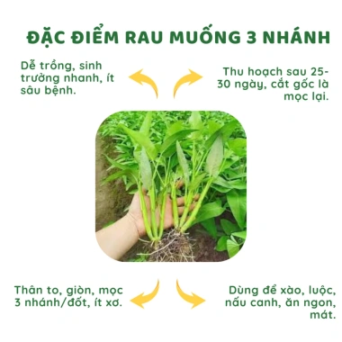 Hạt Giống Rau Muống 3 Chạc 10gr Trồng Quanh Năm Phát Triển Nhanh Giá 15.000 VNĐ
