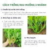 Hạt Giống Rau Muống 3 Chạc 10gr Trồng Quanh Năm Phát Triển Nhanh Giá 15.000 VNĐ 4