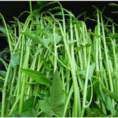 Hạt Giống Rau Muống 3 Chạc 10gr Trồng Quanh Năm Phát Triển Nhanh Giá 15.000 VNĐ