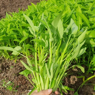 Hạt Giống Rau Muống 3 Chạc 10gr Trồng Quanh Năm Phát Triển Nhanh Giá 15.000 VNĐ 7 Hạt Giống Rau Muống 3 Chạc 10gr Trồng Quanh Năm Phát Triển Nhanh Giá 15.000 VNĐ 7