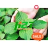Hạt giống Rau Muống, Rau Dền, Đậu Bắp, Cải Ngọt, Tơi – Giá chỉ 6.998₫, giảm 19% tại thegioihatgiong 2
