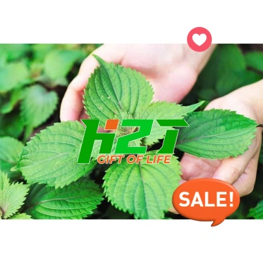 Hạt giống Rau Muống, Rau Dền, Đậu Bắp, Cải Ngọt, Tơi – Giá chỉ 6.998₫, giảm 19% tại thegioihatgiong 2