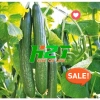 Hạt giống Rau Muống, Rau Dền, Đậu Bắp, Cải Ngọt, Tơi – Giá chỉ 6.998₫, giảm 19% tại thegioihatgiong 6