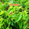 Hạt giống rau ngót dế trồng chất lượng cao, năng suất vượt trội, giá chỉ 19.200 VND - Thế Giới Hạt Giống