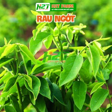 Hạt giống rau ngót dế trồng chất lượng cao, năng suất vượt trội, giá chỉ 19.200 VND - Thế Giới Hạt Giống