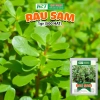 Hạt giống Rau Sam Đất 1gr Nảy mầm tốt trồng quanh năm sinh trưởng khỏe 9.699 VNĐ
