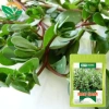 Hạt giống Rau Sam Đất 1gr Nảy mầm tốt trồng quanh năm sinh trưởng khỏe 9.699 VNĐ 4