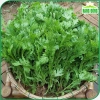 Hạt giống Rau Tần Ô (Rau Cúc Tẻ) ít sâu bệnh - Giá chỉ 15.600₫, giảm từ 20.280 2