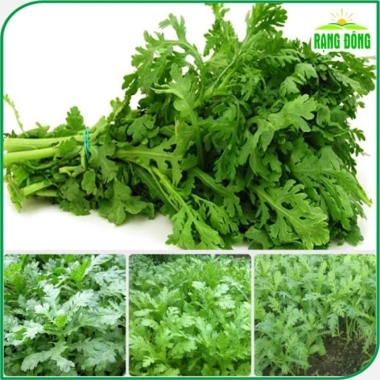 Hạt giống Rau Tần Ô (Rau Cúc Tẻ) ít sâu bệnh - Giá chỉ 15.600₫, giảm từ 20.280