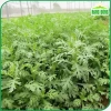 Hạt giống Rau Tần Ô (Rau Cúc Tẻ) ít sâu bệnh - Giá chỉ 15.600₫, giảm từ 20.280 4