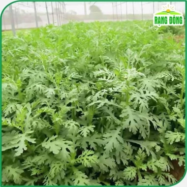 Hạt giống Rau Tần Ô (Rau Cúc Tẻ) ít sâu bệnh - Giá chỉ 15.600₫, giảm từ 20.280